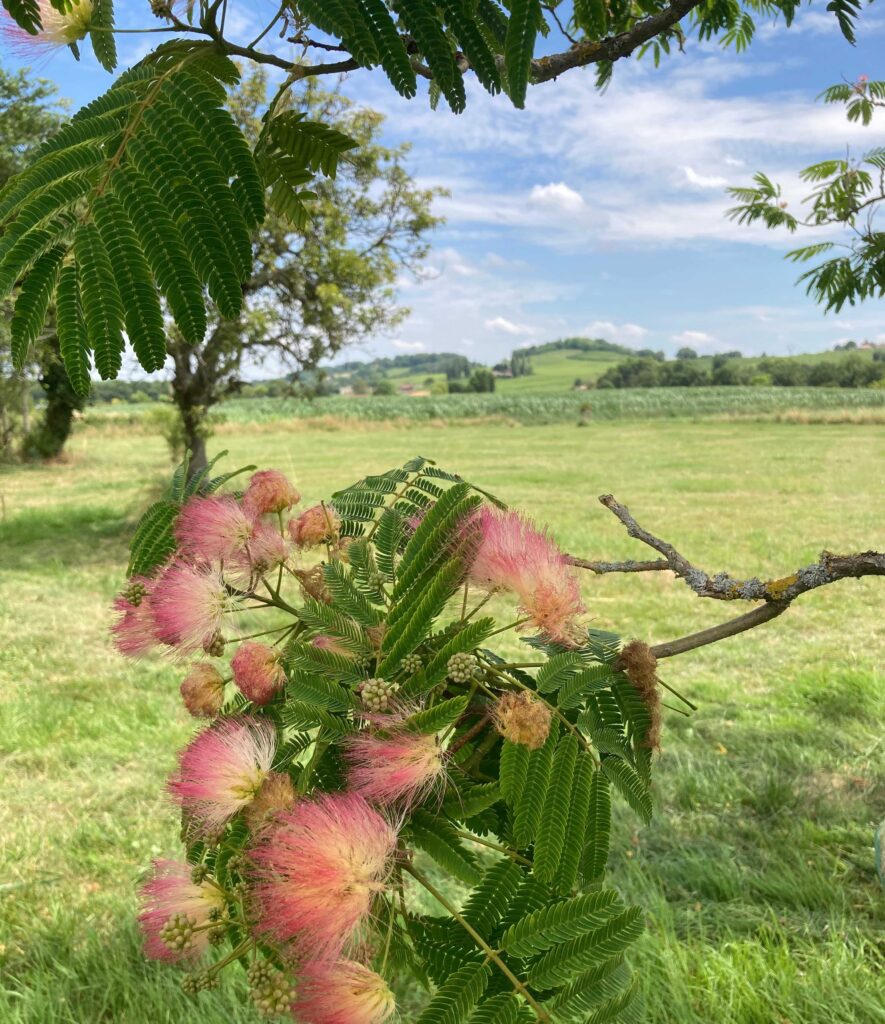 Gite proche vigne Monbazillac