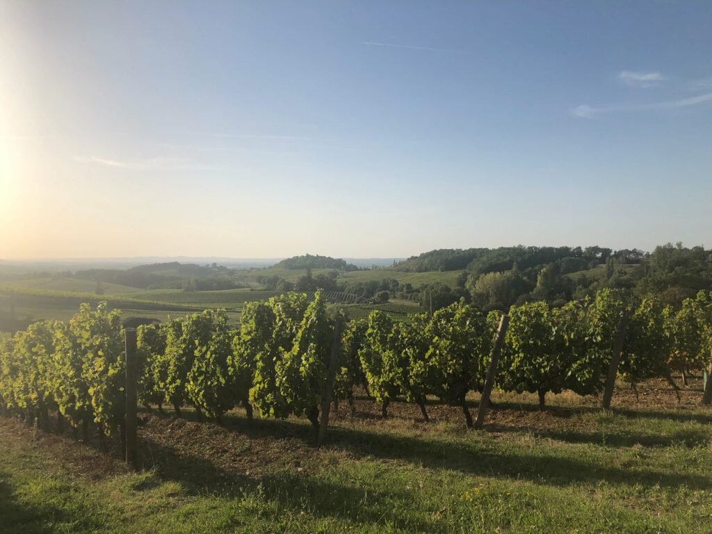 Vigne Monbazillac Pomport Bergerac vin Dordogne sud ouest